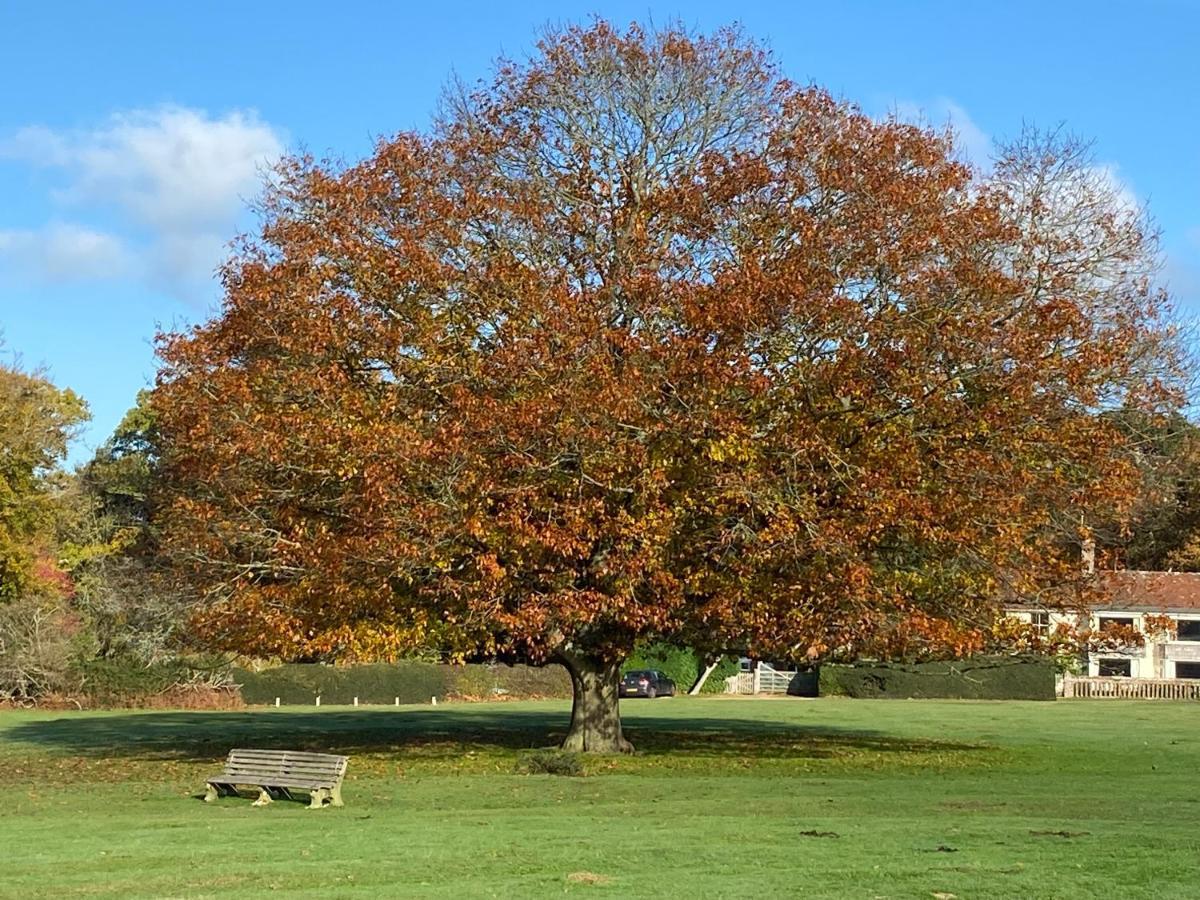 Avondale New Forest Godshill  ภายนอก รูปภาพ