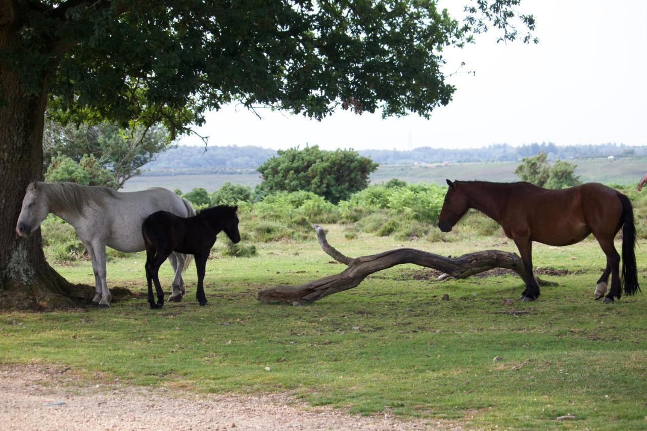 Avondale New Forest Godshill  ภายนอก รูปภาพ