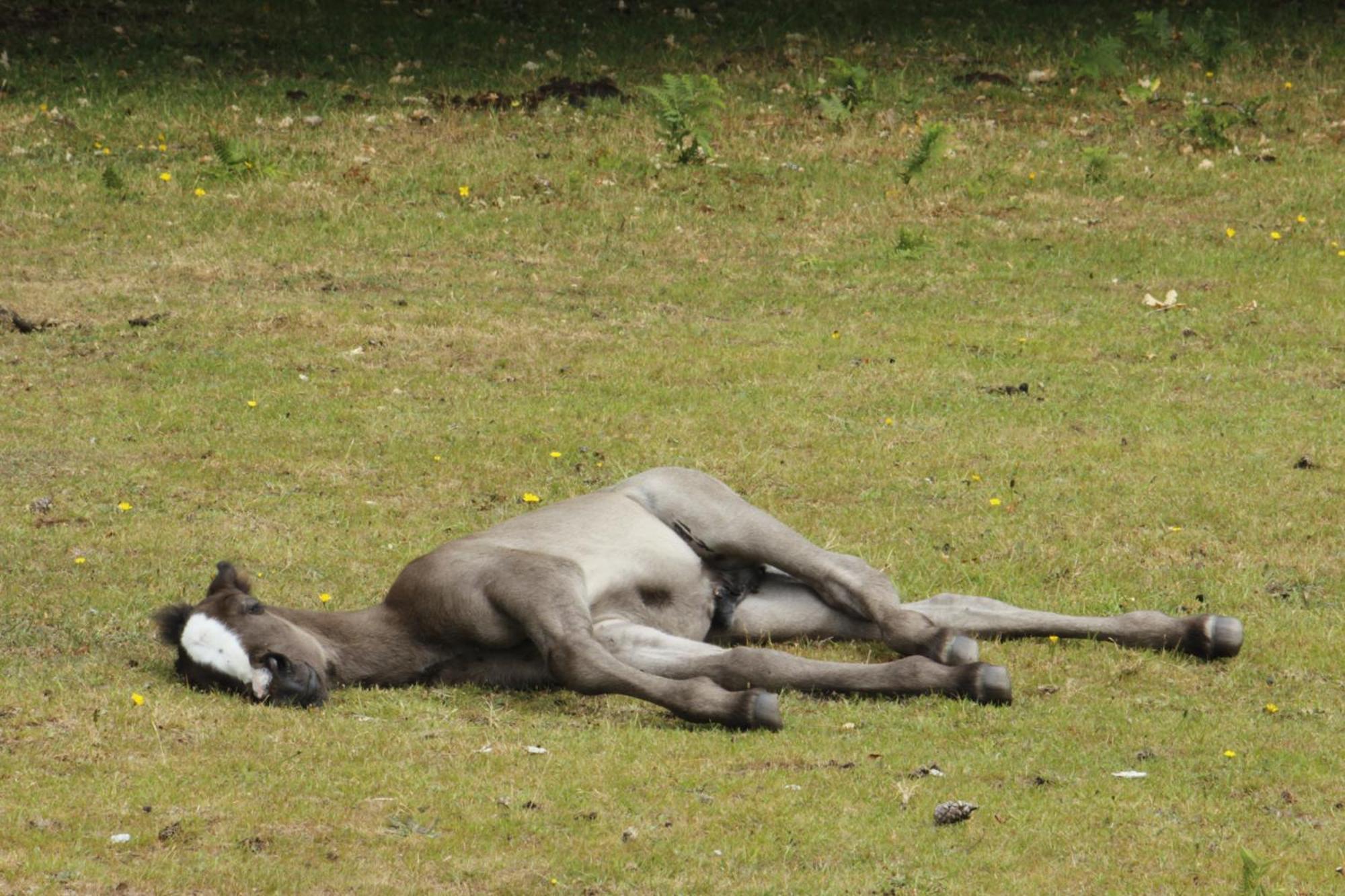 Avondale New Forest Godshill  ภายนอก รูปภาพ